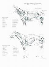 Veterinary sketch template