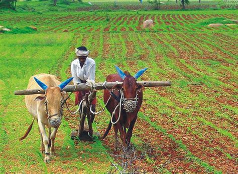 indian agriculture