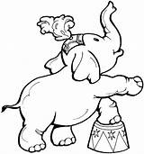 Elephant Circus Coloring Pages Colouring Kids Netart Animal Choose Board sketch template