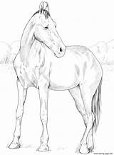 Marwari Coloring Pages Mare Horse Horses Printable Drawing Print Categories sketch template