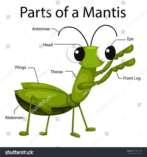 illustrator parts mantis stock vector royalty   shutterstock