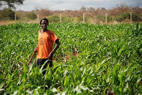 transforming ethiopia  agriculture food security portal