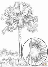 Coloring Palm Sabal Pages Drawing Printable sketch template