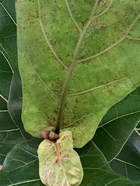 bought plant  leaves   brown spots