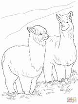 Alpaca Alpacas Supercoloring Alpakas Alpaka Ausdrucken Vollem Dibujo sketch template