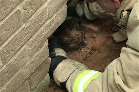 look cat rescued after getting trapped between walls