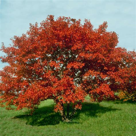 flame amur maple trees  sale fastgrowingtreescom