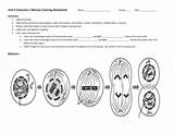 Worksheet Meiosis Outcome Pdffiller Blank sketch template