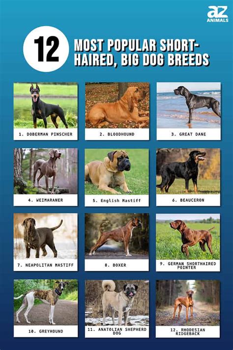 popular short haired big dog breeds     animals