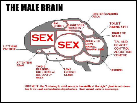 Joke Pictures Of Male And Female Brains Funny Jokes