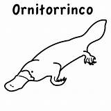 Ornitorrinco Ornitorrincos Pintar 3d640 3fimgmax sketch template