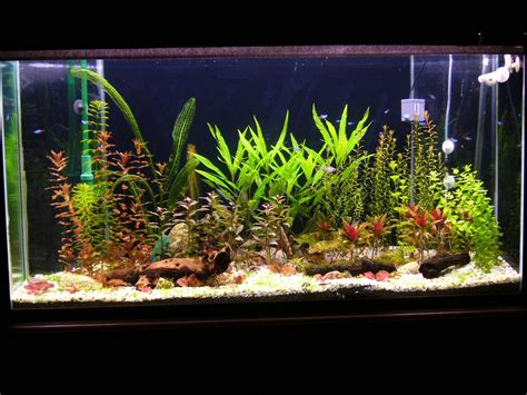 plant fish tank