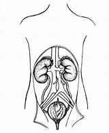 System Urinary Coloring Bladder Kidney Cliparts Template Sketch Pages Edupics sketch template