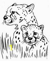 Cheetah Chester Savane Colorier Ferme Colouring sketch template