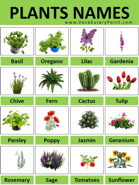plant names  pictures plant names    vocabulary point