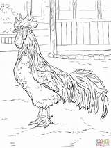 Rooster Leghorn Brown Colorare Roosters Silkie Supercoloring Colouring Gallo Immagini Colorir Animali Coloringbay Hen Rhode sketch template