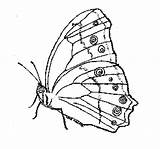 Leafwing Coloring Pages Animals Color sketch template