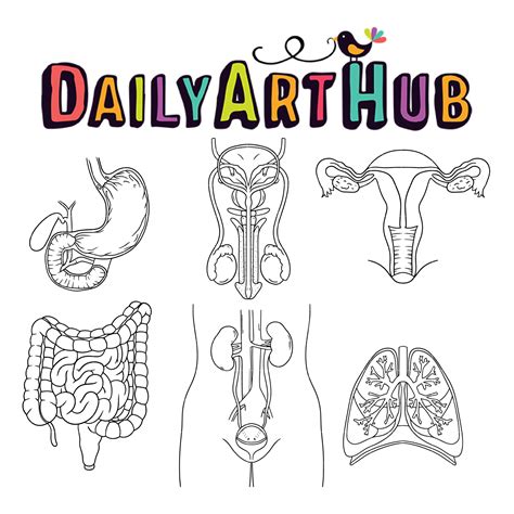 human organ anatomy outline drawing clip art set daily art hub graphics alphabets svg