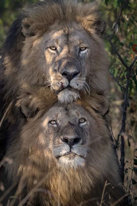 two male lions spotted having sex in kenya iflscience