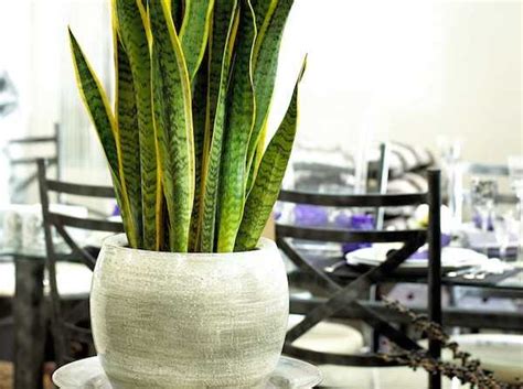 Unisciti alla comunità maisons du monde. Piante ornamentali per l'arredo degli interni - Idee Green