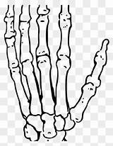 Bone Hand sketch template