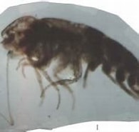 Afbeeldingsresultaten voor "simorhynchotus Antennarius". Grootte: 195 x 133. Bron: www.odb.ntu.edu.tw