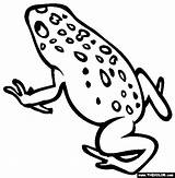 Poison Dart Frogs Ranas Venomous Creatures Thecolor Poisonous Mentamaschocolate sketch template