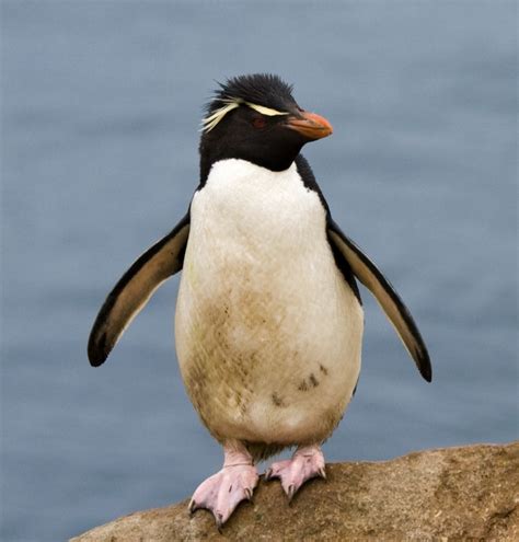 pinguins fauna  flora da antartida