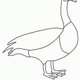 Goose Coloring Netart Animals sketch template