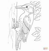 Specht Picchio Ausmalbild Ausmalbilder Stampare Disegnare Woodpecker sketch template