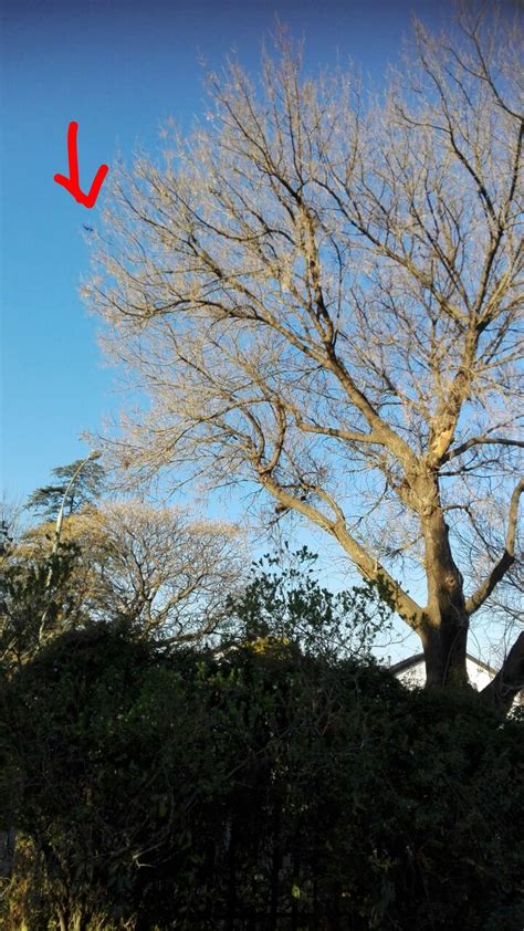 drone   high branches   tree skimming stones sulas blog sula