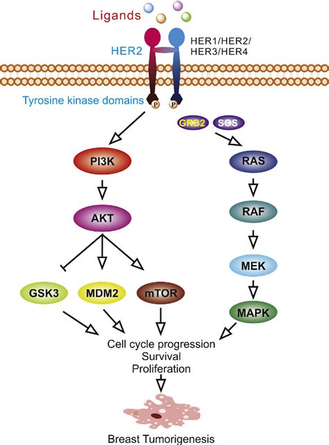 breast cancer development and progression risk factors cancer stem