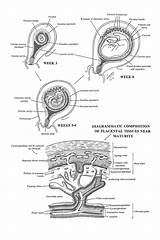 Placenta Decidual sketch template