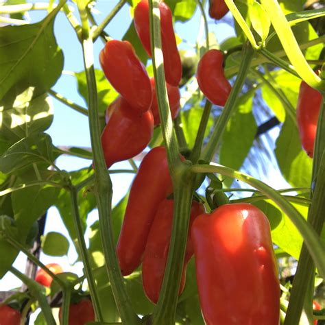 mini sweet pepper seeds tyler farms