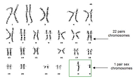 difference between autosome and sex chromosome