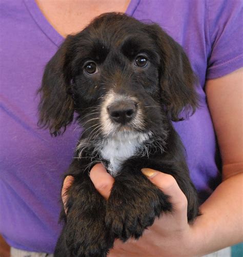 beagle cocker spaniel mix  adoption