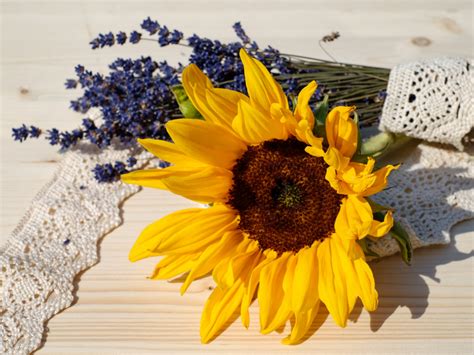 lavender sunflower flowers wallpaper  hd image picture zj