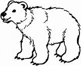 Bear Coloring Pages Print Back sketch template