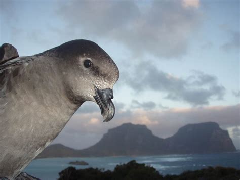 restoring eden the eradication of rodents from lord howe island — nsw