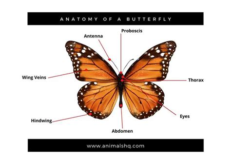 types  butterflies  faq animals hq