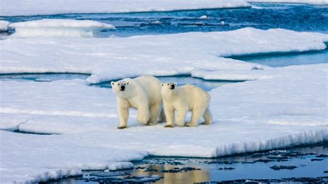arctic animals struggling  survive climate news sky news