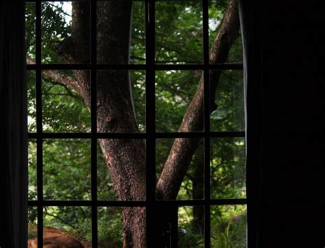 view  tree   window  stock photo public domain pictures