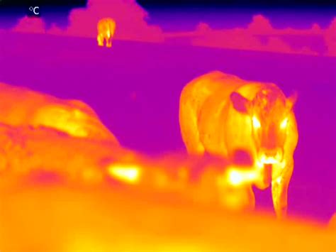 thermal imaging technology  essential   dairy industry farming uk news