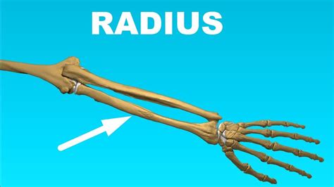 radius anatomy forearm bones  youtube