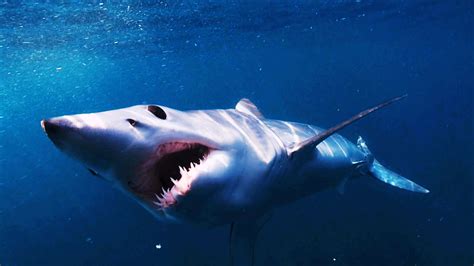 mako shark images