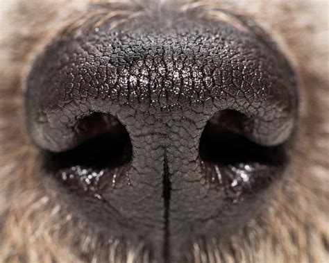 dog nose     million scent receptors