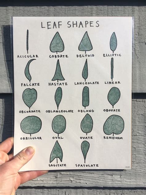leafbitch llc leaf shape chart