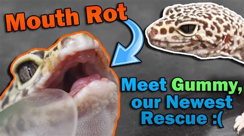 treat mouth rot  lizards youtube