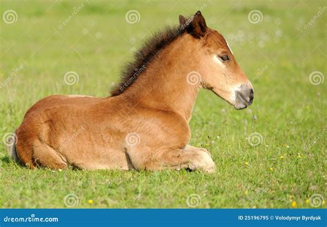 veulen stock afbeelding image  stof verplaatsen galop