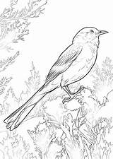 Mockingbird Coloring Northern Perched Pages Drawing Printable Birds Categories Getdrawings sketch template